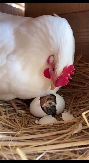 The Hen Who Raised an Eagle as Her Own Baby ❤️ #shorts
