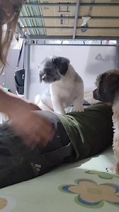 Massage training gone wrong! 😂 #FunnyPetMoments #dogmassagetherapy #comedyreels | Super Igna