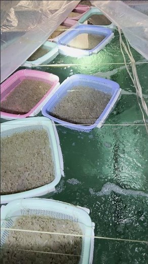 Millions of Baby Sea Snails Ready to Released into Pond 🌊🐌 💥