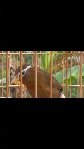 Họa Mi Mồi Hót Chuẩn Giọng Rừng – File Luyện Hót Kích Lửa Mỗi Ngày #Daichannel #shorts #hoami