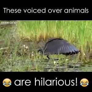9.1M views · 11 reactions |   LIKE our page Awesome Animal Videos for more videos like this. | Awesome Animal Videos | Facebook