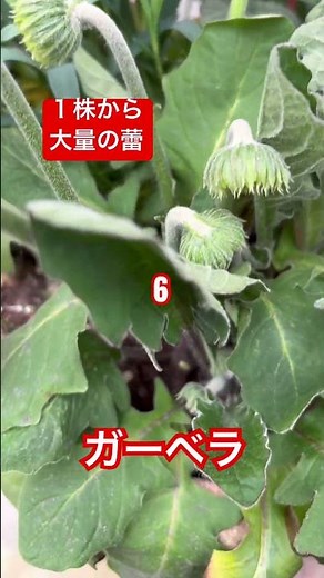 ガーベラ１株から10個の花芽！ #花 #ガーデニング #花 #庭作業 #植物 #ガーデン#園芸