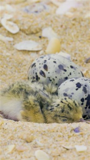 15K views · 601 reactions | Fresh chicks on the beach! ...