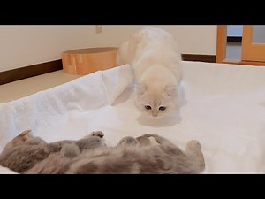 Dad cat's behavior when he met his kitten for the first time was so cute!