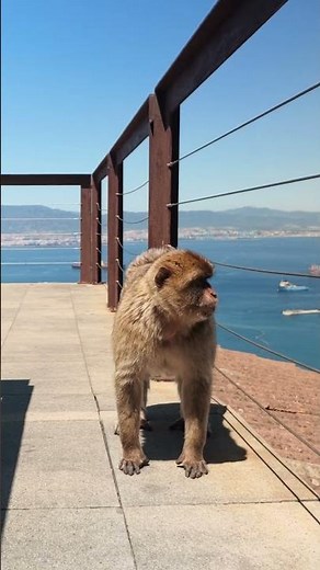 Gibraltar's Iconic Monkeys 🐒🇬🇮 | Meet the Famous Barbary Macaques in 4K