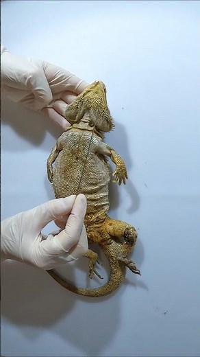 What It Means When Your Bearded Dragon’s Beard Changes Colour