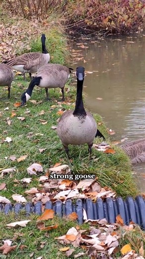 Part 2 of color matching ducks/geese. I was enchanted to meet and color match these ducks and geese. By hanging out with them, I learned a little more about their relationship. The one goose didn't mind at all when I color matched it. (See Part 1.) But when I turned my attention to the duck, the goose got very protective of the duck and tried to get me to stop by honking. I knew geese and ducks hung out together, but I didn't realize that the geese would be protective of them. That is SO sweet t