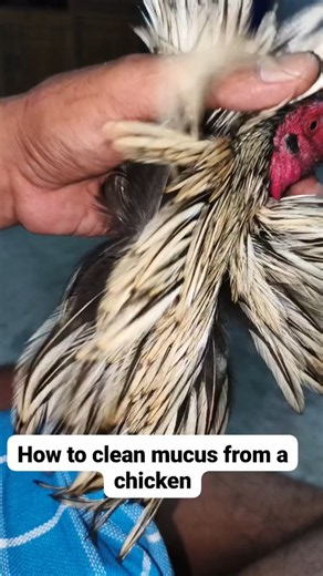How to clean mucus from s chicken 🐓 #aseelroster #roosterfarm #animalcare #chicken #birds #aseel