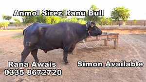 5.3K views · 137 reactions | Anmol Cattle Farming on Reels | Facebook