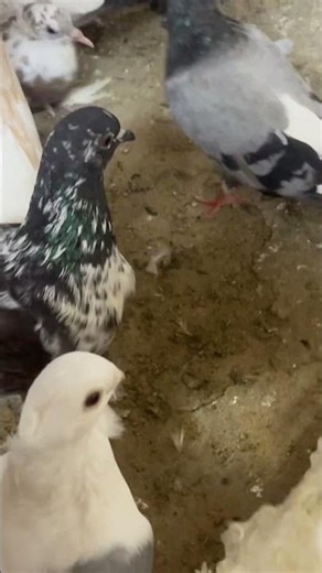 🏡 A Quick Tour of My Pigeon Loft #pigeons #pigeon #pigeon101