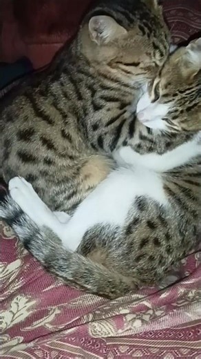 cat lover cute cat kitten 😻✨💐🐾🐥💫😻#shorts#viralvideo