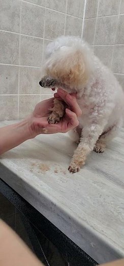 How to shave your dogs feet with clippers, Poodle feet, dog grooming from home, no restraints,