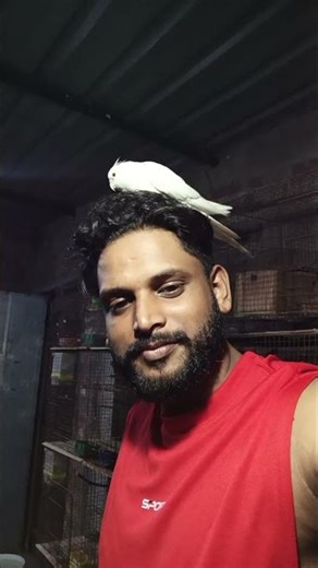hand tamed cockatiel / albino patchless cockatiel
