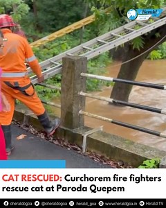 239K views · 2.4K reactions | CAT RESCUED: Curchorem fire fighters rescue cat at Paroda Quepem #cat #rescue #stuck #tree #quepem #goa #community | oHeraldo Goa | Facebook