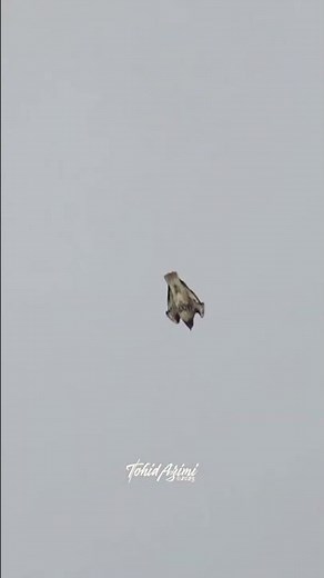 Crazy awesome Red-tailed Hawk dive #birdsofyoutube #birdlovers #wildlife #birdsofprey #redtailedhawk