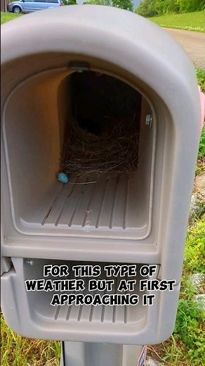 Has The Mother Bird Abandoned The Nest? #babybird