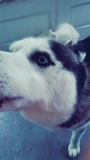 HORRORQUEEN❣️ (@spookyqueen31)’s videos with Do Si Do - Diplo & Blanco Brown