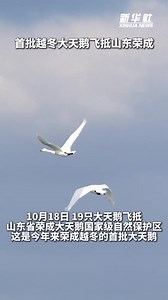 秀我中国丨首批越冬大天鹅飞抵山东荣成-新华网
