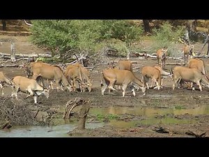 SOUTH AFRICA Eland Antelope (Mapungubwe and Karoo national park)