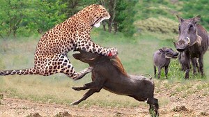 29K views · 324 reactions | 10 BRUTAL Moments Lion Hunting Caught On Camera 2023.mp4 | Wild life Animals | Facebook