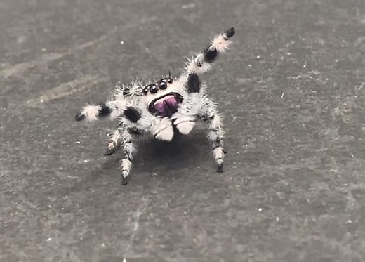 Adorable Jumping Spider Dancing Compilation