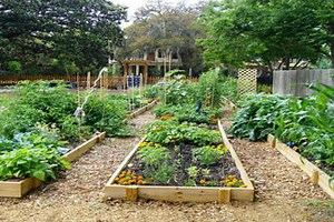 Community Garden Helper