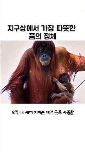 아기 오랑우탄을 지키는 가장 완벽한 방법 #동물지능 #자연다큐 #영장류#animal