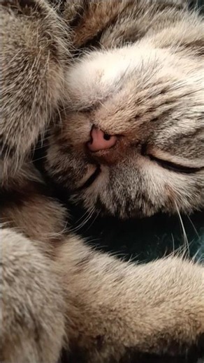 午後のお昼寝Time♥ #癒やし猫 ＃ブリティッシュショートヘアー＃キジトラ＃こむぎ写真館＃note＃ブリショこむぎ