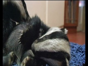 Cute badger cubs play together