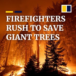 41K views · 528 reactions | It’s a race against time and flames in California’s Sequoia National Park as firefighters rush to save its iconic giant sequoia trees from not one, but two wildfires tearing through the region. | South China Morning Post | Facebook