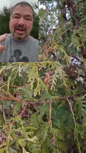 Bagworms Are Destroying Our Pine Trees – Here’s Our Plan