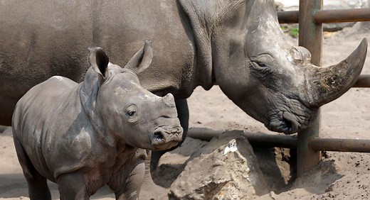 Most poached animals in the world revealed by wildlife group