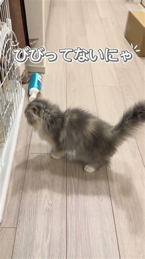 倒れたボトルにビビるもなかちゃん