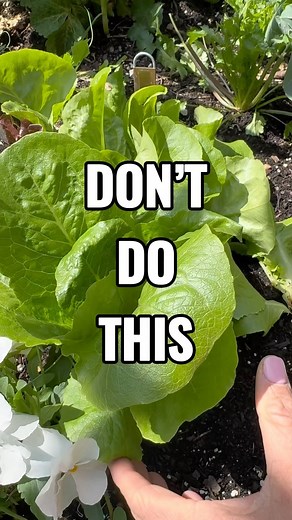 Nicole Johnsey Burke | Here’s how to harvest your lettuce so it comes back every time! 🌱✂️ Cut leaf by leaf to keep the center of the plant protected. That way,... | Instagram