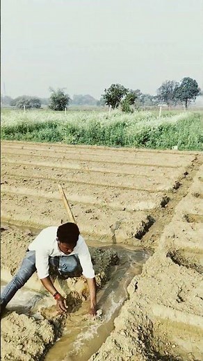 Tomato ki kheti 🍅