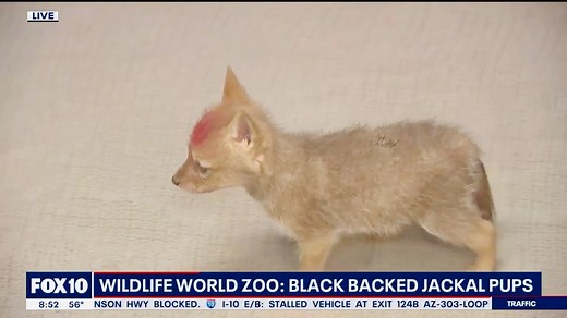 Have you seen the Black Backed Jackal pups in the Baby Animal Nursery? 🐾 These amazing and highly intelligent animals are also highly adorable! Learn more as President of Wildlife World Kristy Hayden introduces them to our friends at FOX 10 Phoenix Kristy Hayden #blackbackedjackal #springbabies #babyanimals | Wildlife World Zoo
