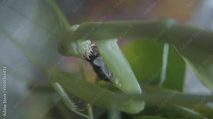 The amazing praying mantis - a predatory insect, close up