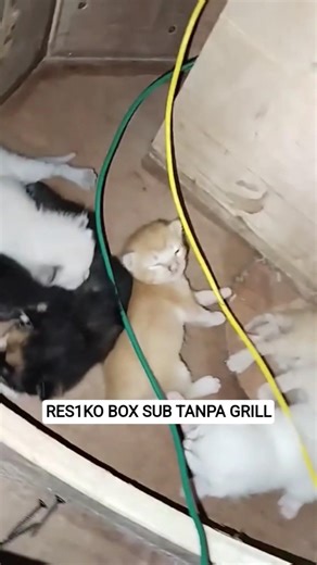 Pov Box Sub Tanpa Grill🤣 #soundsystem #soundhoreg #soundviral