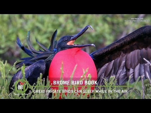 BBN 143 How to Keep Wasps Away from Hummingbird Feeders