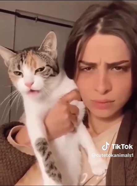 Funny Cats Compilation: Hilarious Cat Moments