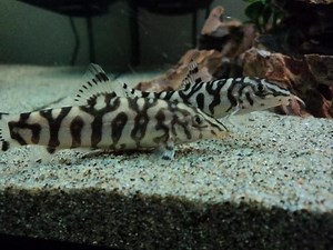 Yoyo loach - Alchetron, The Free Social Encyclopedia