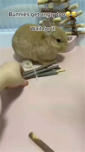 18K views · 581 reactions | what did you do? why is it so mad at you? #rabbit #bunny #funny #fun #viral #reels #pet #fbreels #cuteanimals | USA Rabbit Lovers | Facebook