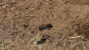 Wasp Digging and Carrying Soil