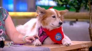 281 reactions · 30 shares | See how Amazon Business, our sponsor, is helping small business owners all over the country! With their Small Business Grant program, Amazon Business awarded over $250,000 in cash grants and other prizes to 15 small businesses in the U.S. Check out Rebecca, one of the grant winners, on 'The View'! | The View | Facebook