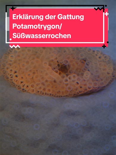 Erklärung Süßwasserstechrochen: Merkmale und Lebensraum