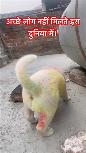 Good people are not found in this world.❤️ #shortsfeed #shortvideo #dog #doglover #youtubeshorts ...