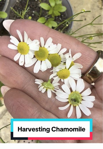 Harvesting Chamomile: Tips for Abundant Growth