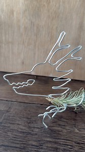 8.5K views · 100 reactions | Tutorial is here! our Junior Dragon  air plant — funckiana holder #Airplants | TillyMiri - Tillandsia Air Plants Miri | Facebook