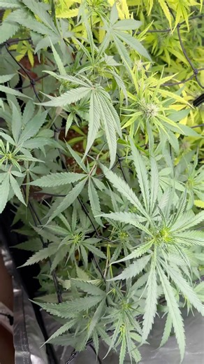 Sorpresa con las pequeñas 🤩🍀