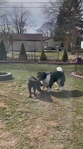 Lizzy (brown girl) is a purebred Newfoundland. She's sooooo good about playing with the resident newf in her foster home.